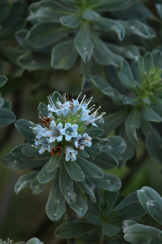 Lobostemon montanus, photograph 3