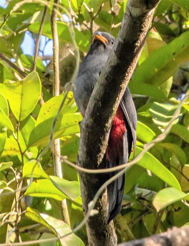 Black-tailed Trogon