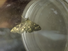 Anania coronata
