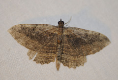 Philereme transversata