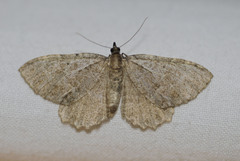 Philereme vetulata