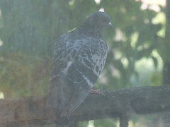 Columba livia domestica