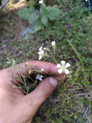 Larch-leaf sandwort (Cherleria laricifolia)