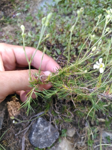 Cherleria laricifolia, photograph 5
