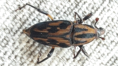 Metamasius hemipterus