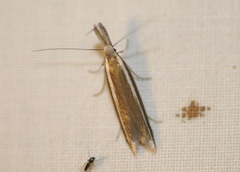 Pleurota aristella