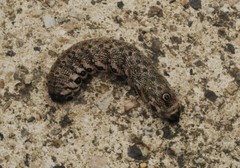 Proserpinus proserpina