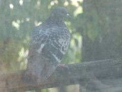 Columba livia domestica