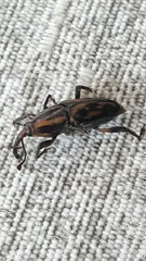 Metamasius hemipterus