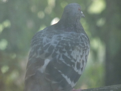 Columba livia domestica