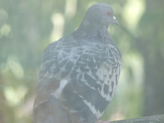Columba livia domestica