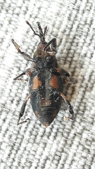 Metamasius hemipterus