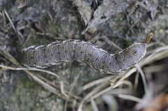 Proserpinus proserpina