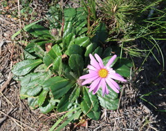 Mairia crenata