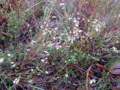 Leucopogon concurvus