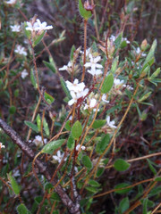 Leucopogon concurvus