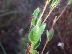 Leucopogon concurvus