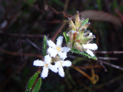 Leucopogon concurvus