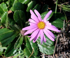 Mairia crenata