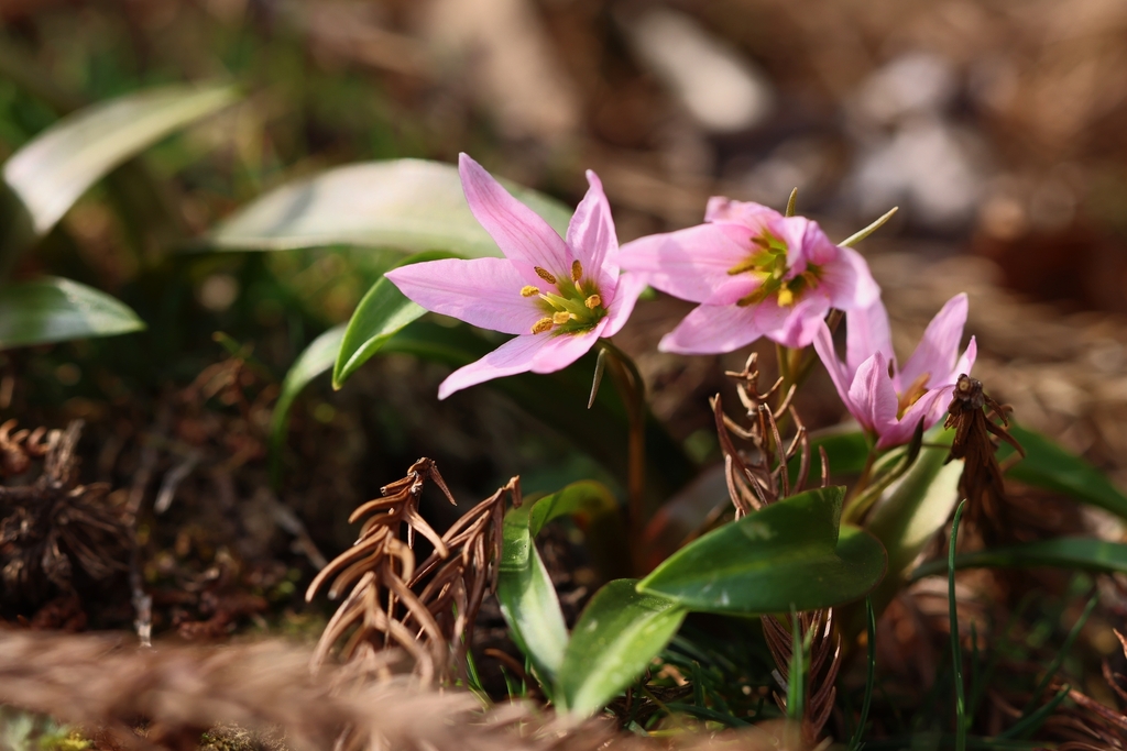 Amana erythronioides