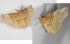 Selenia lunularia