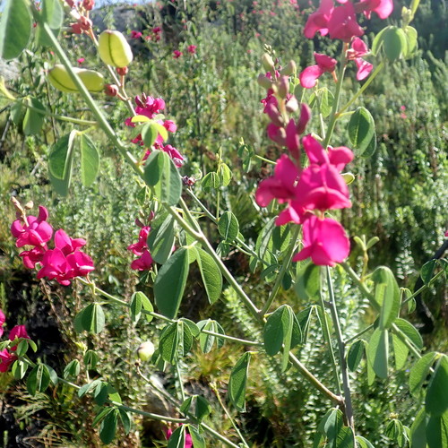 Image of Hypocalyptus coluteoides by no rights reserved