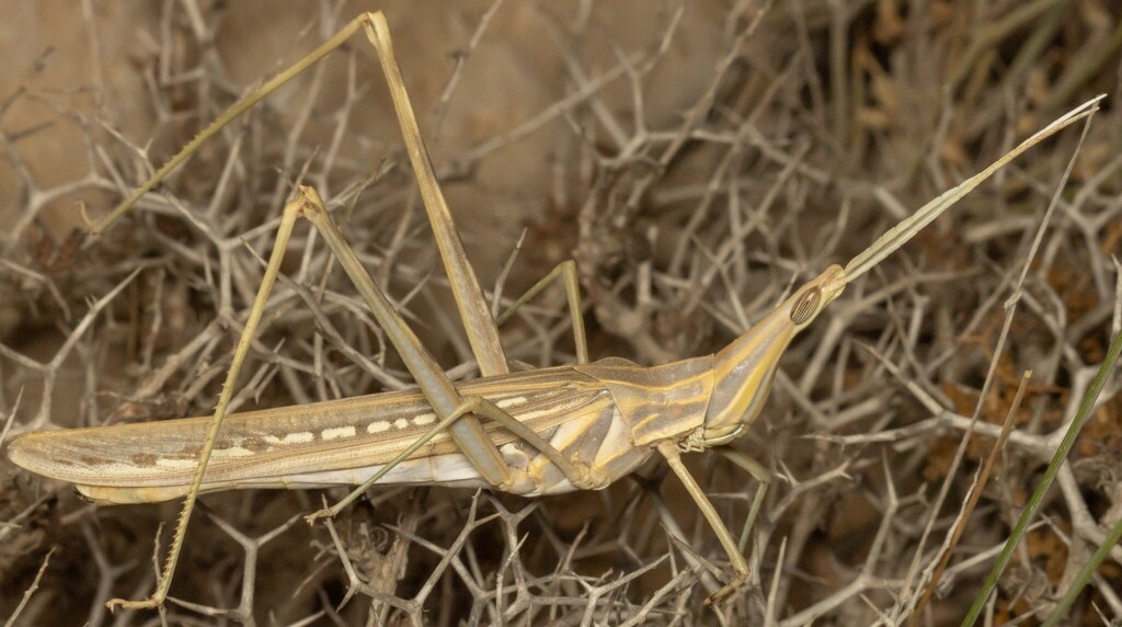 Truxalis longicornis