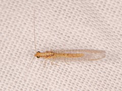 Eremochrysa punctinervis