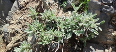 Sideritis syriaca