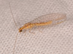 Eremochrysa punctinervis