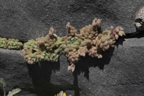 Sedum tristriatum 3
