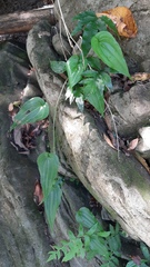 Stemona tuberosa