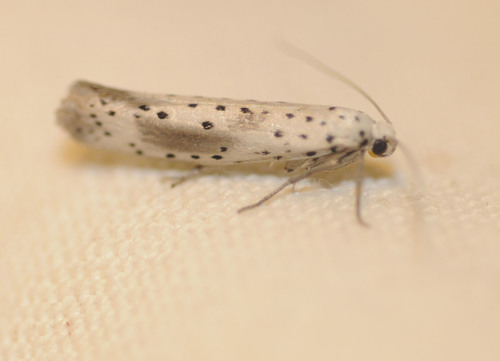 Yponomeuta irrorella (Hübner, 1796)