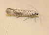 Scarce Ermine - Photo (c) ALLEMAND Guillaume, some rights reserved (CC BY-NC), uploaded by ALLEMAND Guillaume