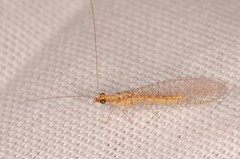 Eremochrysa punctinervis