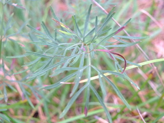 Kadenia