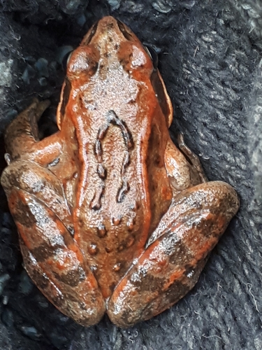 Moor Frog