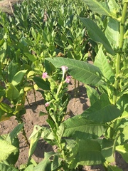 Nicotiana tabacum