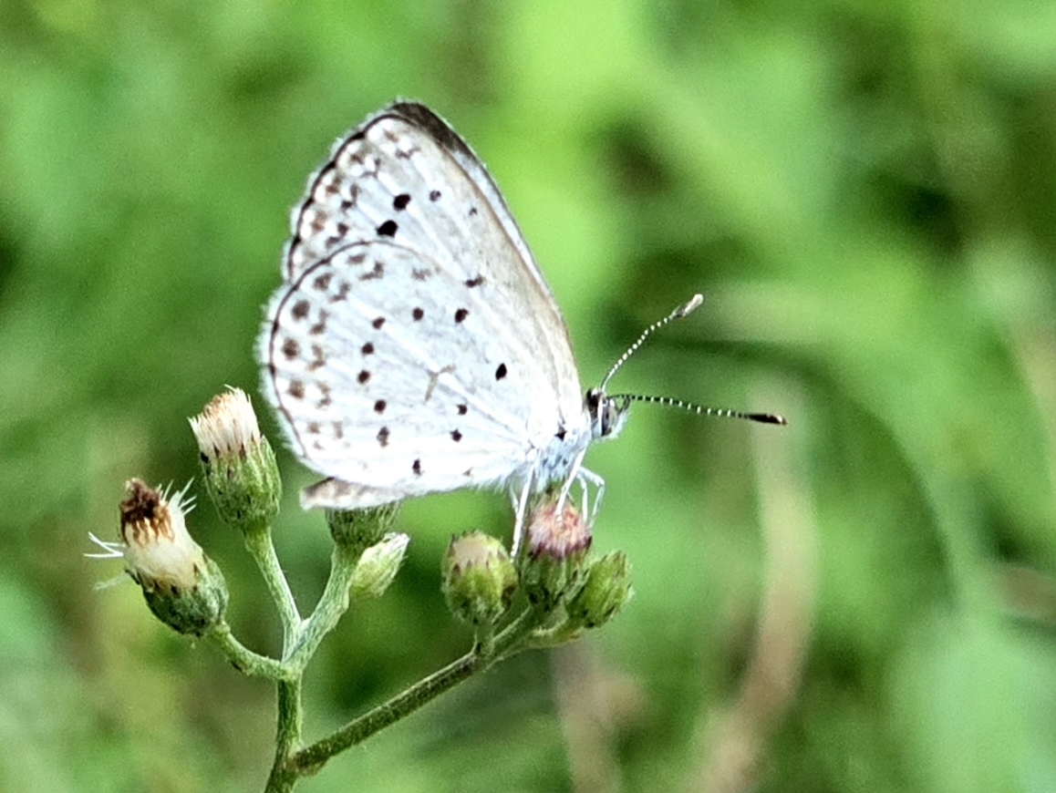 Pale Grass Blue