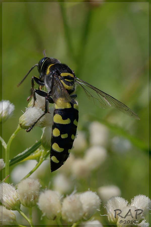 Stictia arcuata