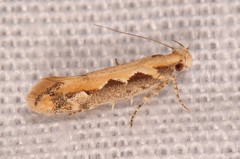 Ornativalva erubescens