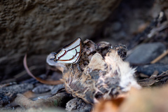 Polyura narcaea meghaduta