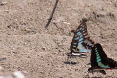 Graphium doson postianus