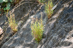 Pogonatherum crinitum