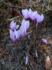 Cyclamen graecum