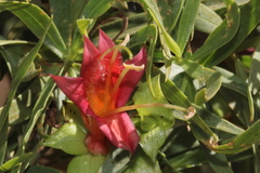 Eremophila duttonii