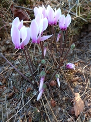 Cyclamen graecum