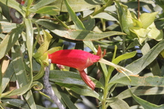 Eremophila duttonii