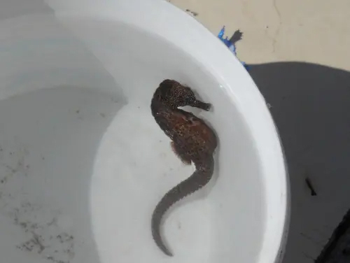 Sombere zeepaardje (Hippocampus fuscus) — Syngnathidae — 3