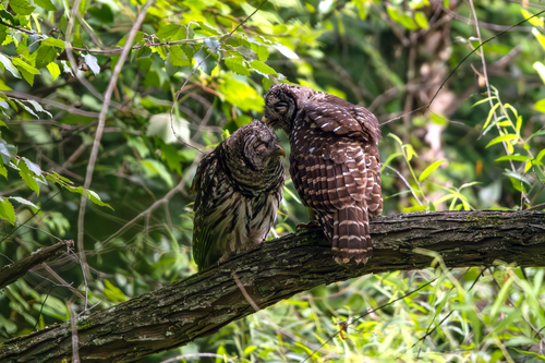 Barred Owl photographed in Georgia